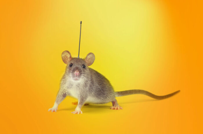 AI生成網站發佈遙距傳取工具Syncro