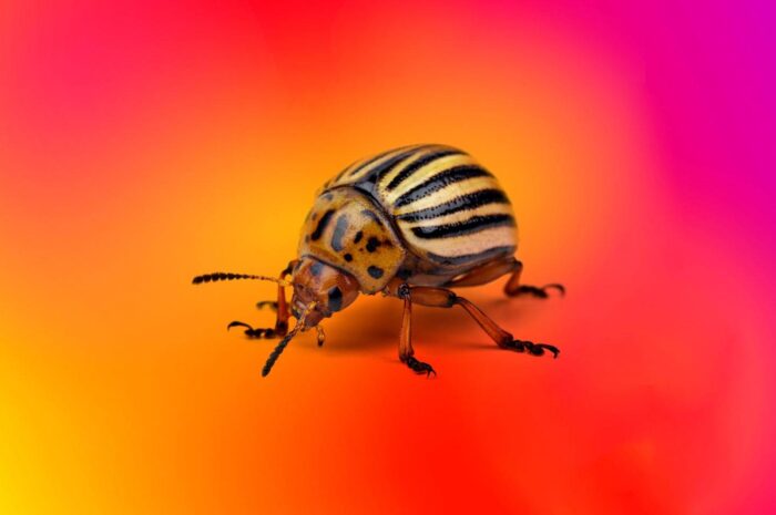 React4Shell安全漏洞：Web Server防範CVE-2025-55182